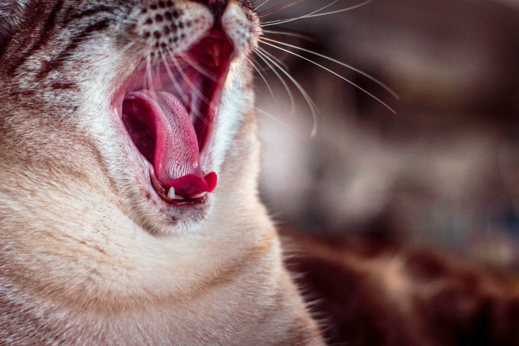 yawning cat