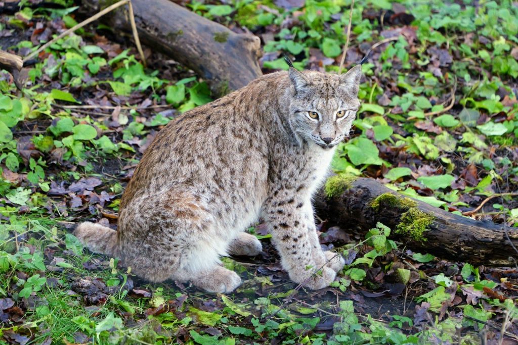 A cat sitting on the ground in the grass