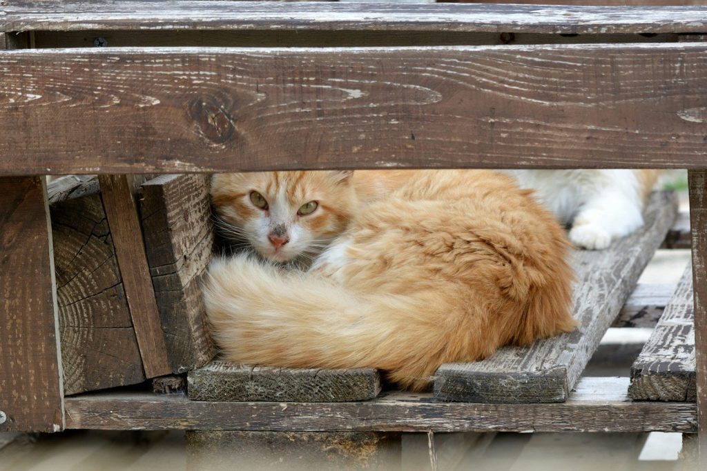 an orange and white cat laying on top of a wooden bench