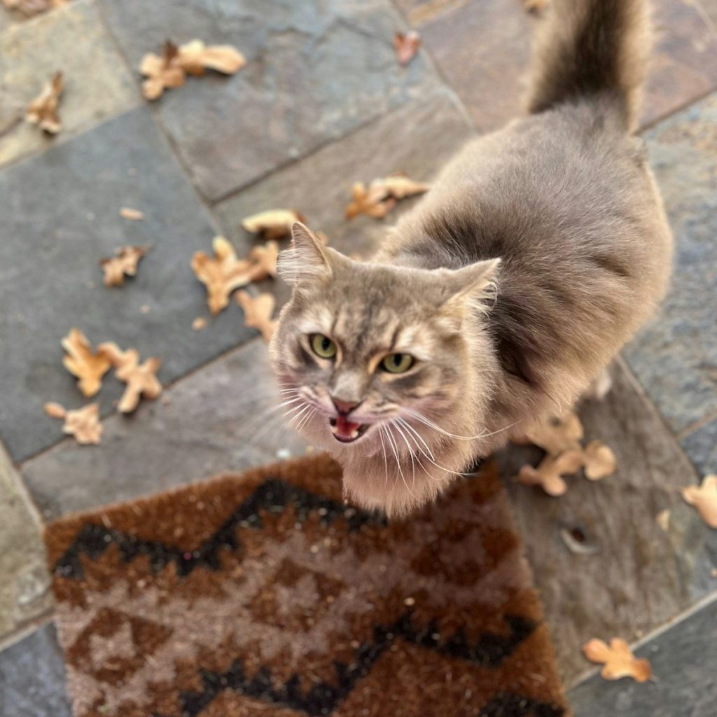 a cat standing on a rug looking up at the camera