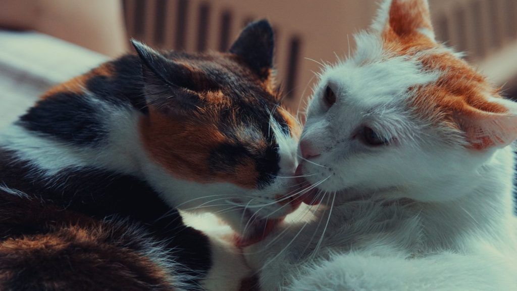 Two cats are grooming each other affectionately.