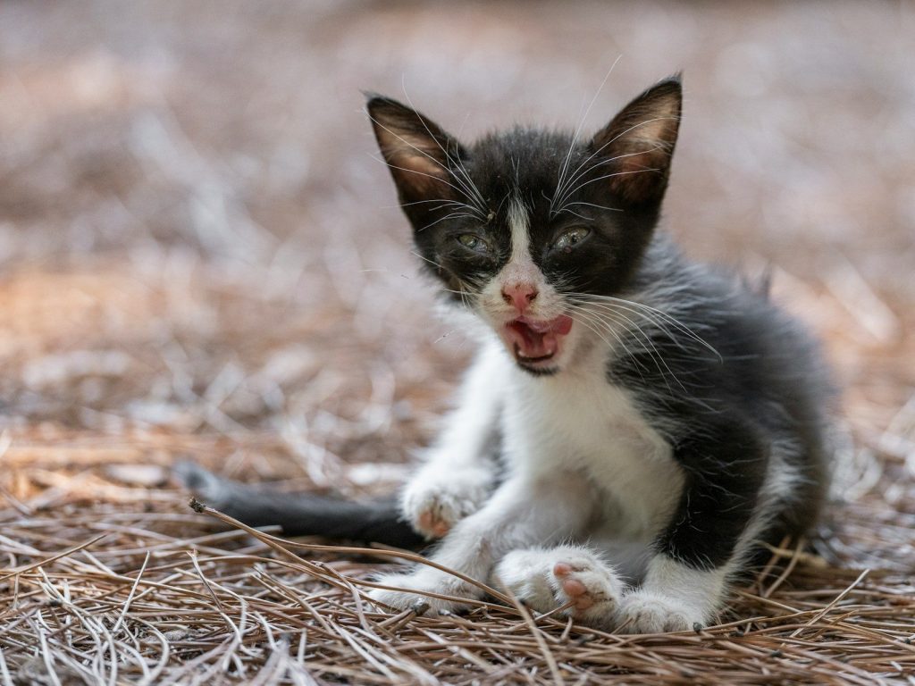 A small black and white kitten with open mouth.