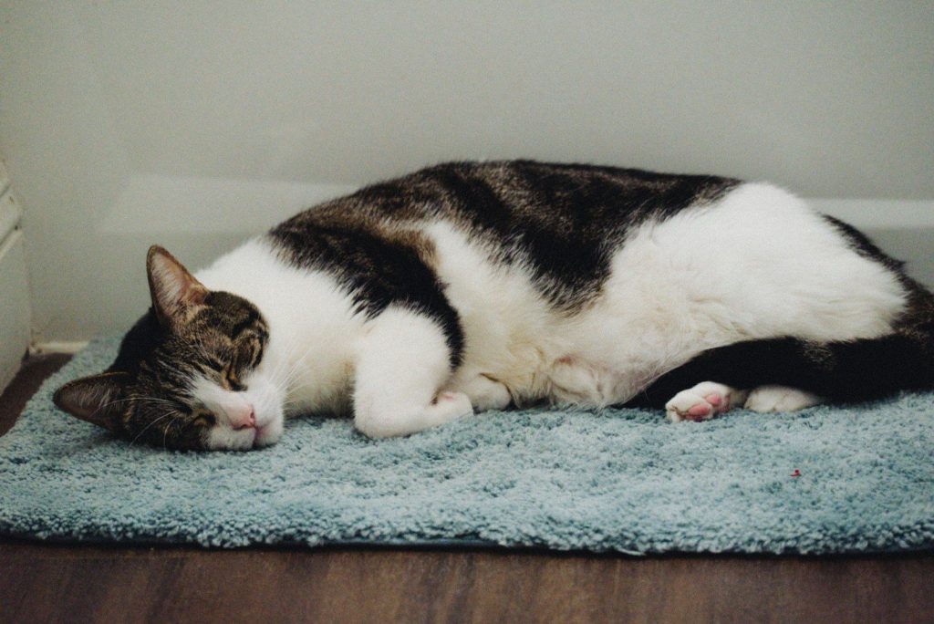 a black and white cat laying on a blue rug