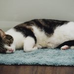 a black and white cat laying on a blue rug