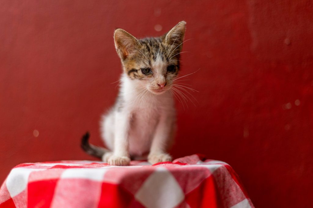 A cute kitten sits on a red table.
