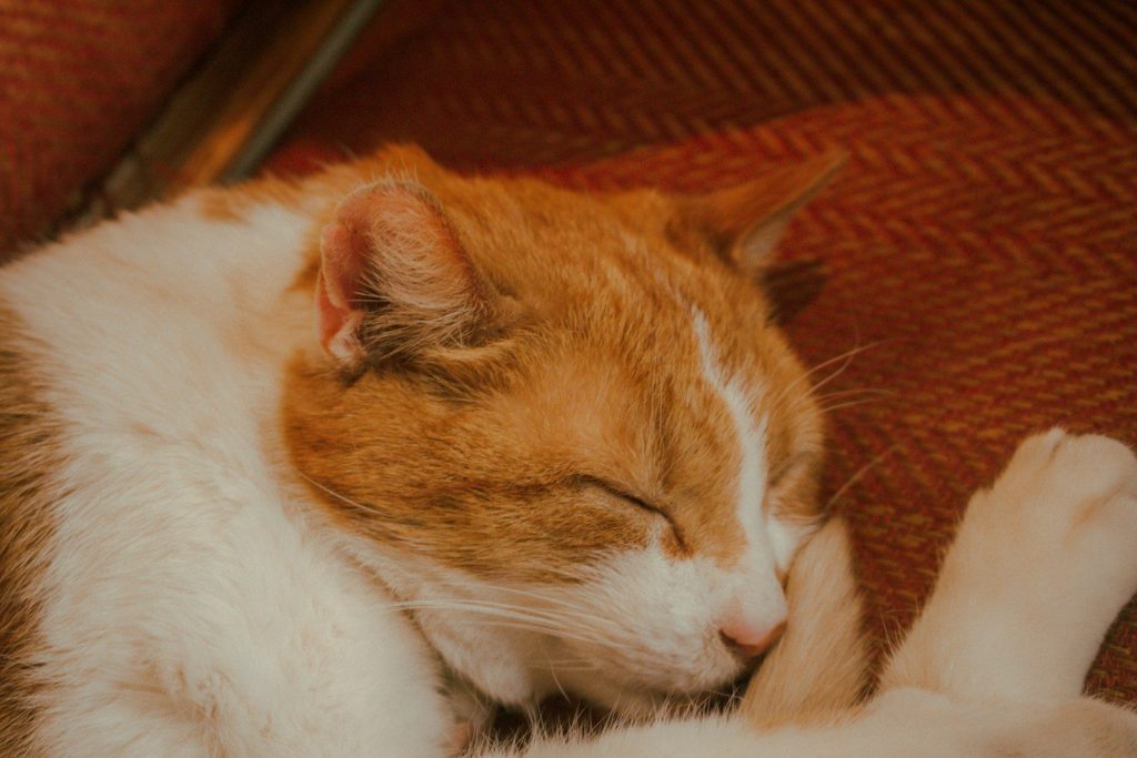 a couple of cats sleeping