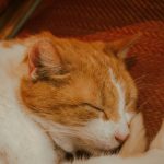 a couple of cats sleeping