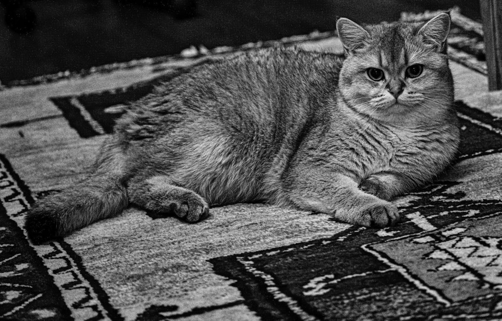 grayscale photo of tabby cat lying on area rug