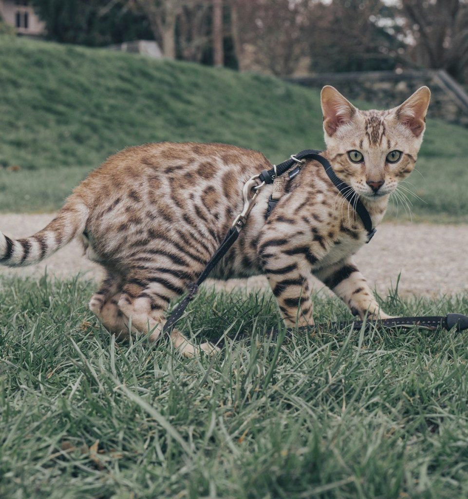 a cat walking across a grass covered field