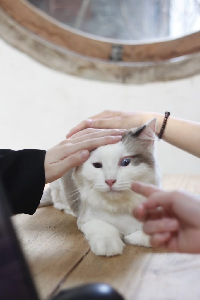 a person petting a white and gray cat