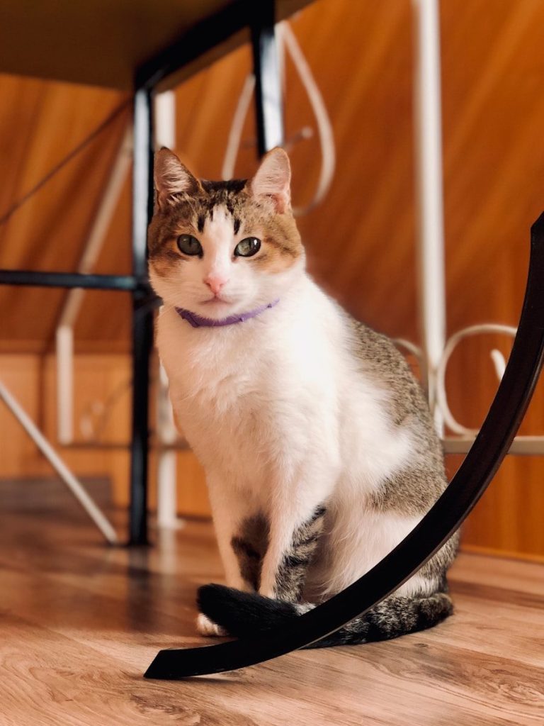 a cat sitting on the floor with a leash around it's neck