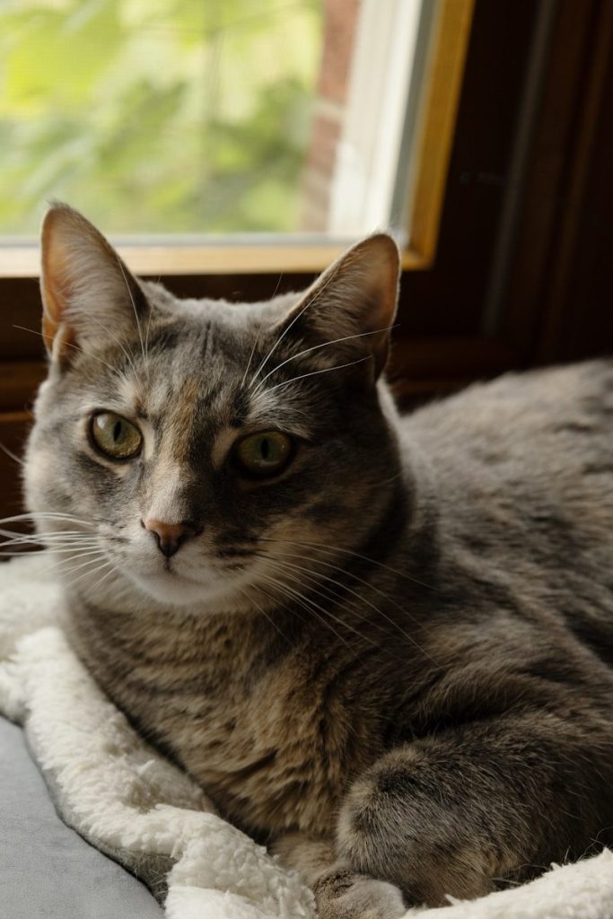 A gray cat lounges by a window.