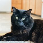 black cat lying on brown textile