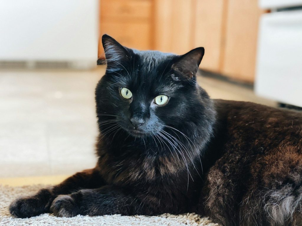 black cat lying on brown textile