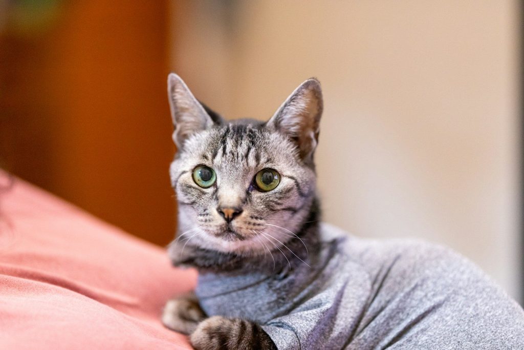 a cat is sitting on top of a bed