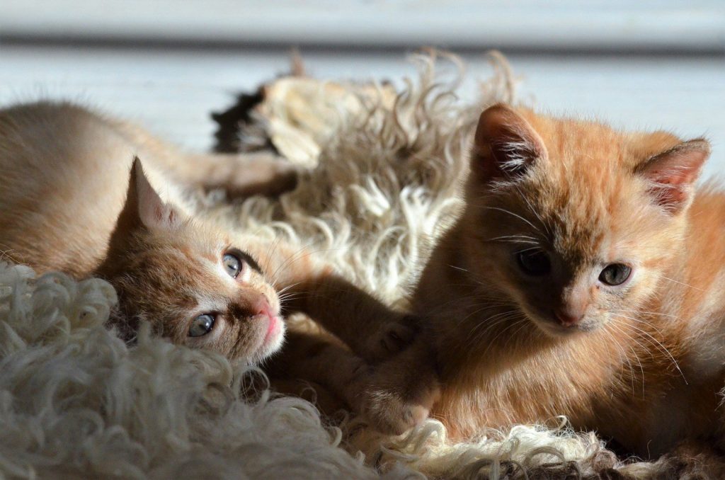 a couple of kittens laying next to each other