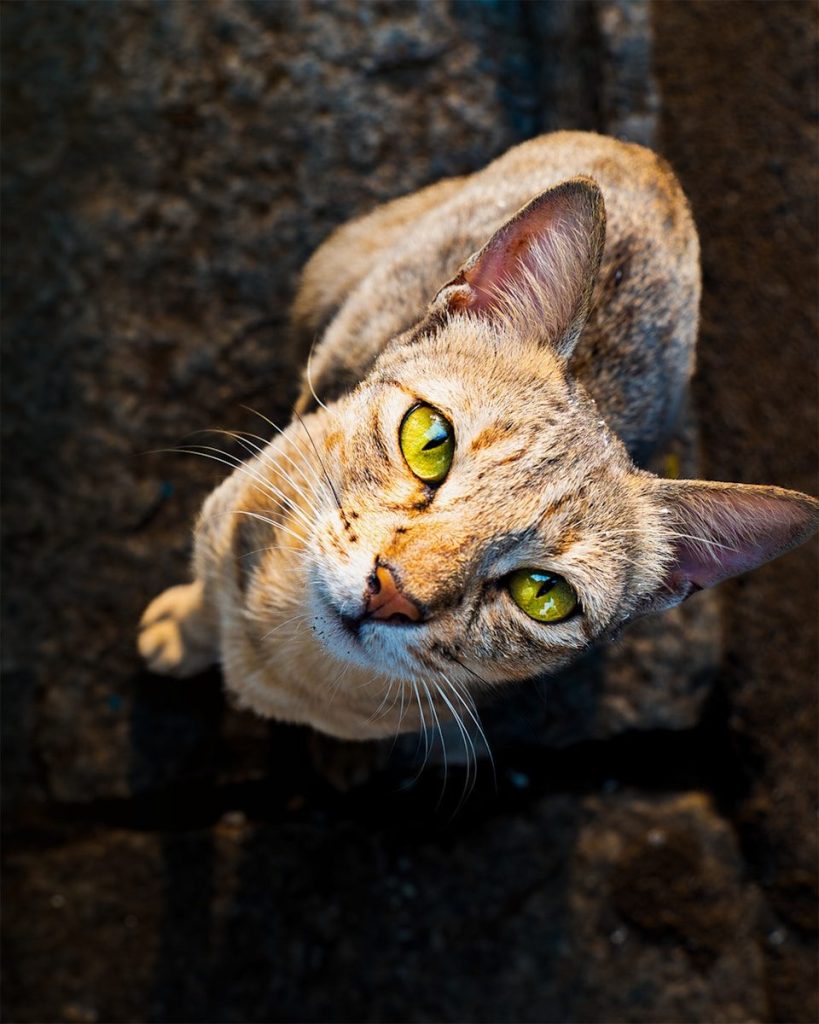 A tabby cat with bright green eyes looks up.