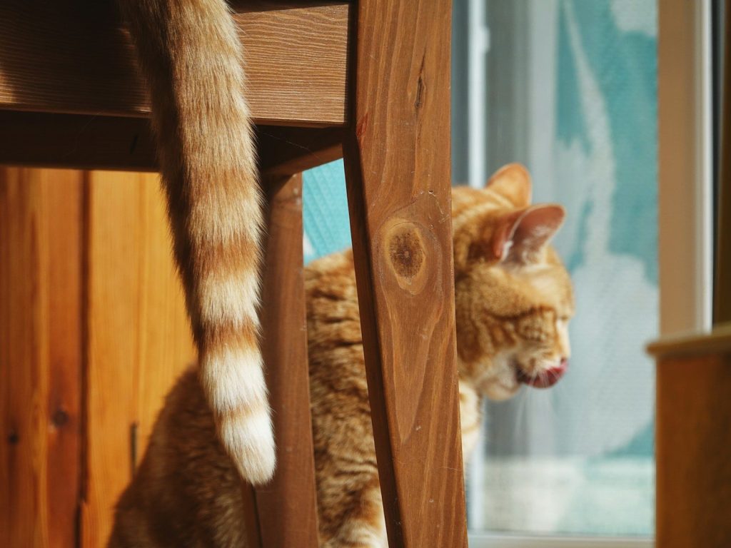 An orange tabby cat peeks from behind wooden furniture.