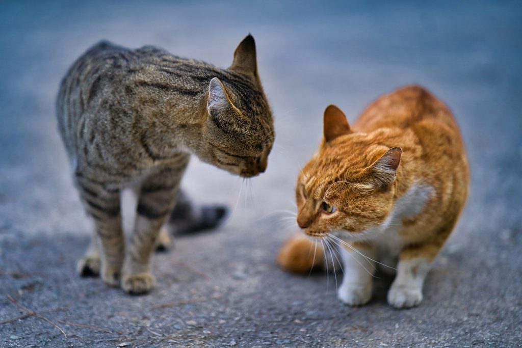 a couple of cats standing next to each other