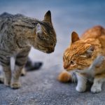 a couple of cats standing next to each other