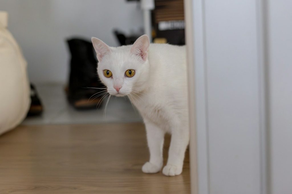 A curious white cat peeks from behind a door.