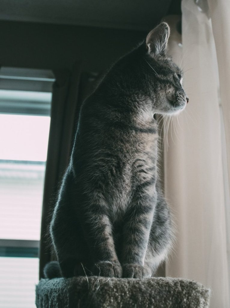a gray cat sitting on top of a window sill