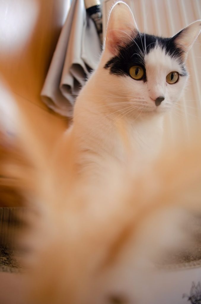 a black and white cat sitting on top of a table