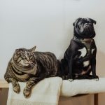 black pug on white textile