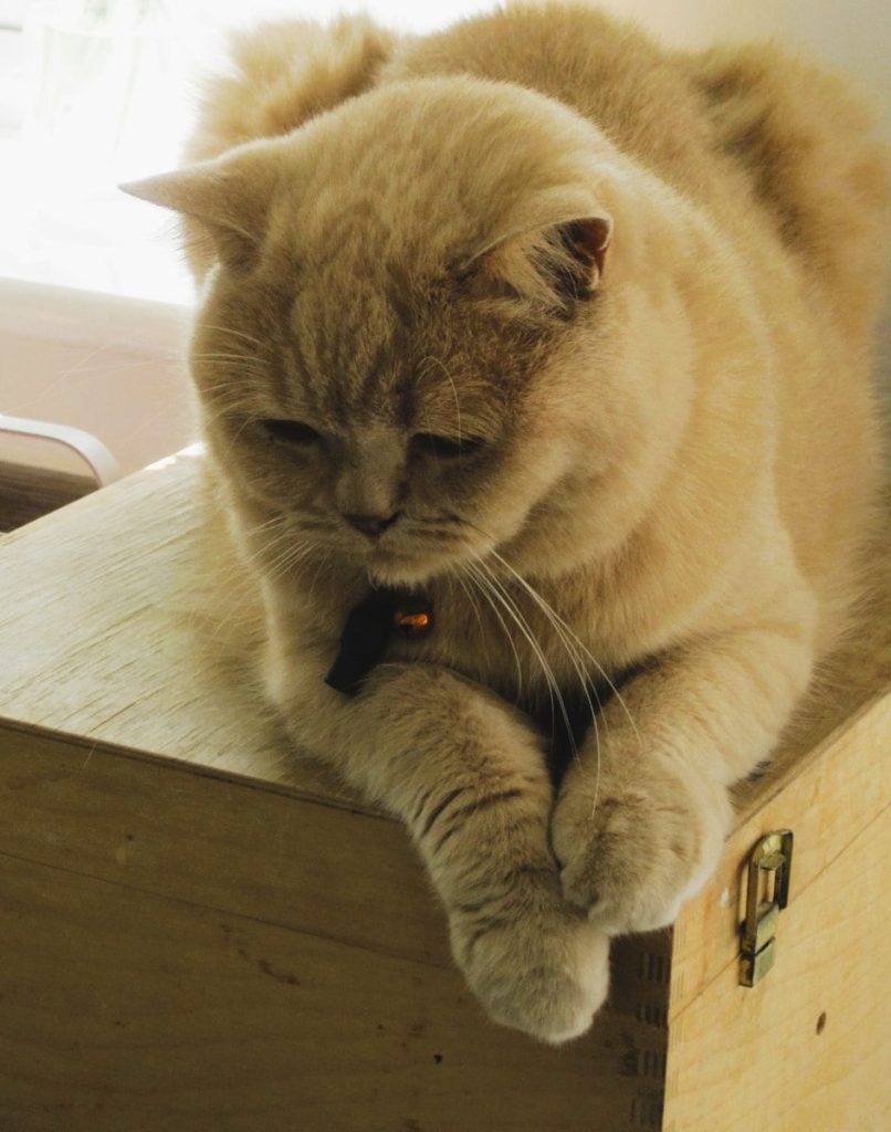 A fluffy cat looks down.