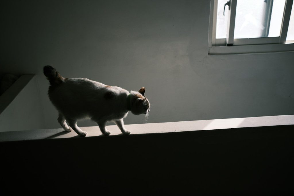 white and brown short coated dog on window