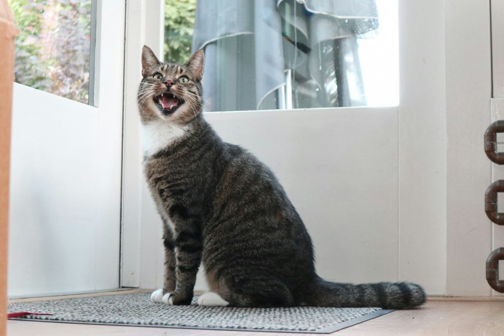brown tabby cat on gray area rug