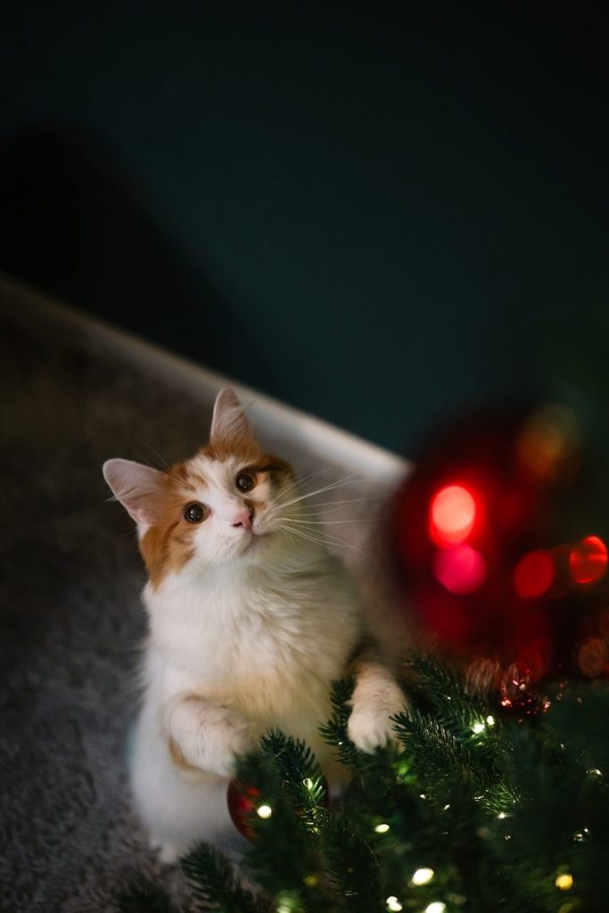 A fluffy cat curiously looks at a christmas tree.