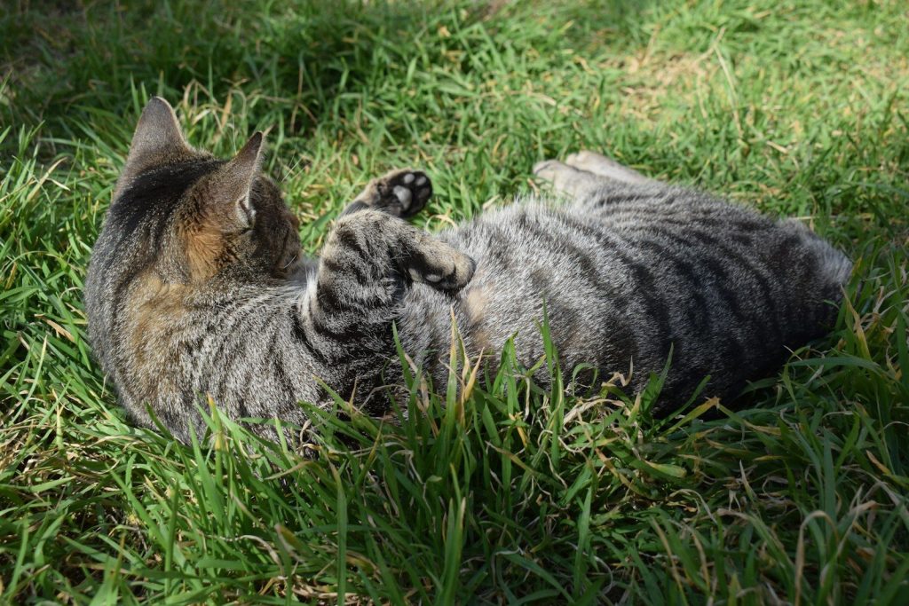 A tabby cat rolls playfully in green grass.