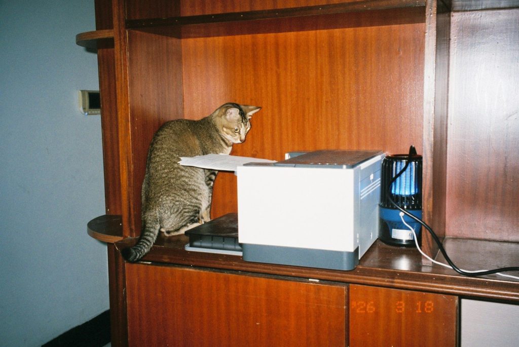 A cat sits on a shelf next to a printer.