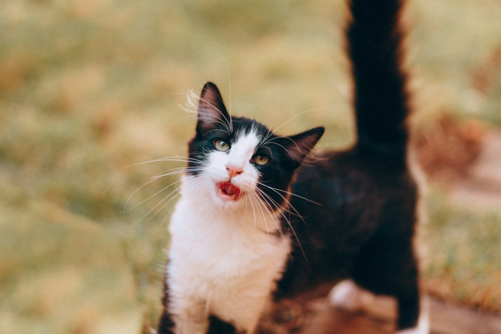 black and white cat on brown grass field during daytime