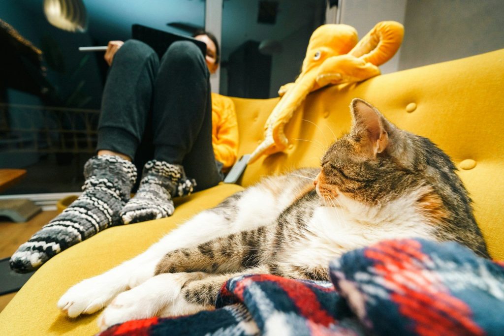 A cat lounges with a person and a toy octopus.