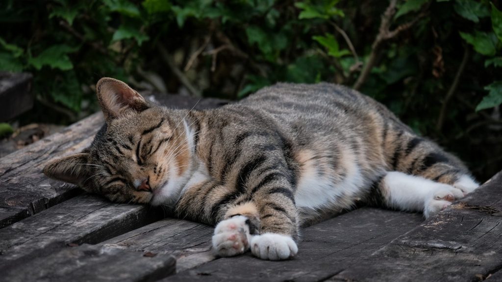 a cat laying on top of a wooden table