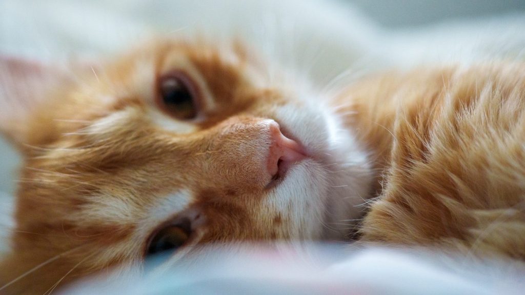 An orange and white cat laying on top of a bed