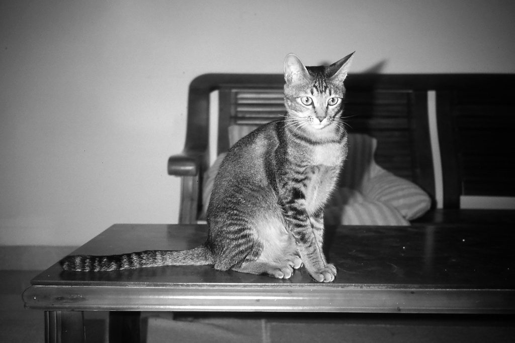 A striped cat sits on a wooden table.