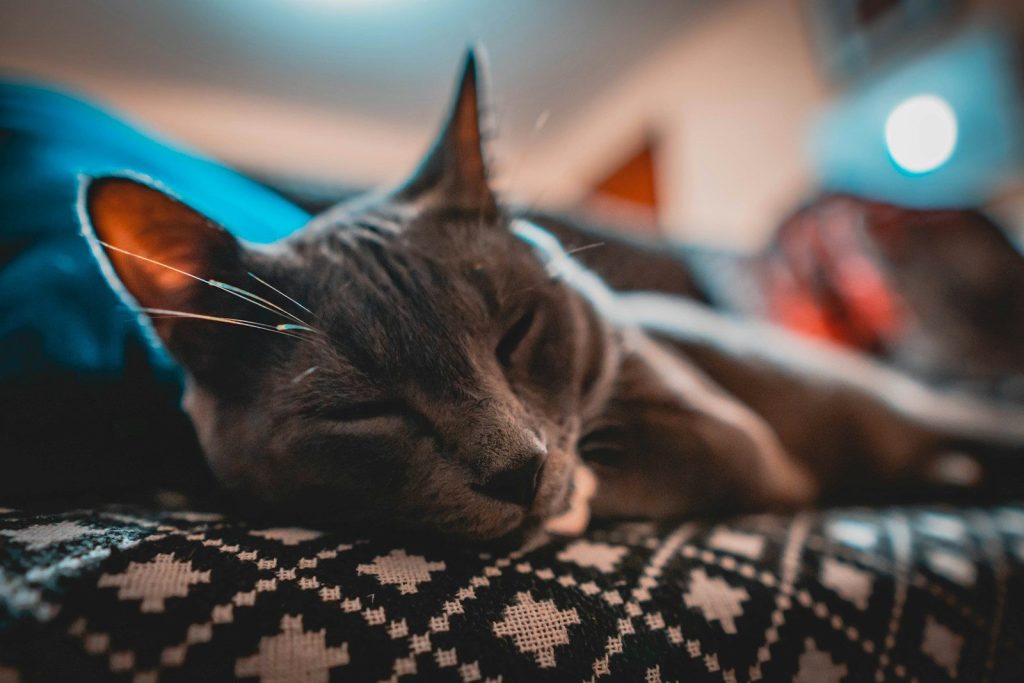 gray cat sleeping on top of bed