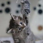 brown tabby kitten in clear glass jar