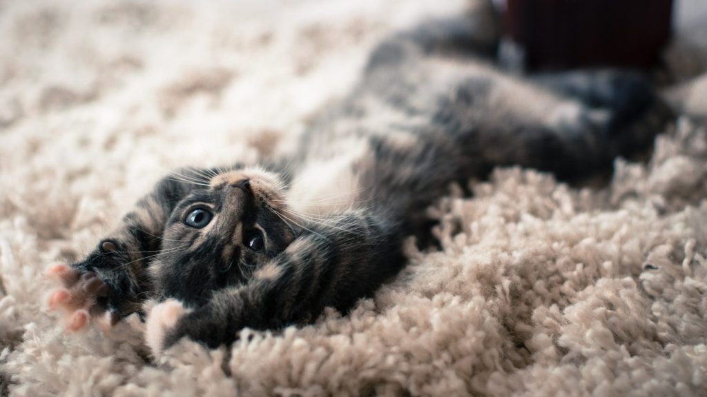 brown tabby cat on brown textile