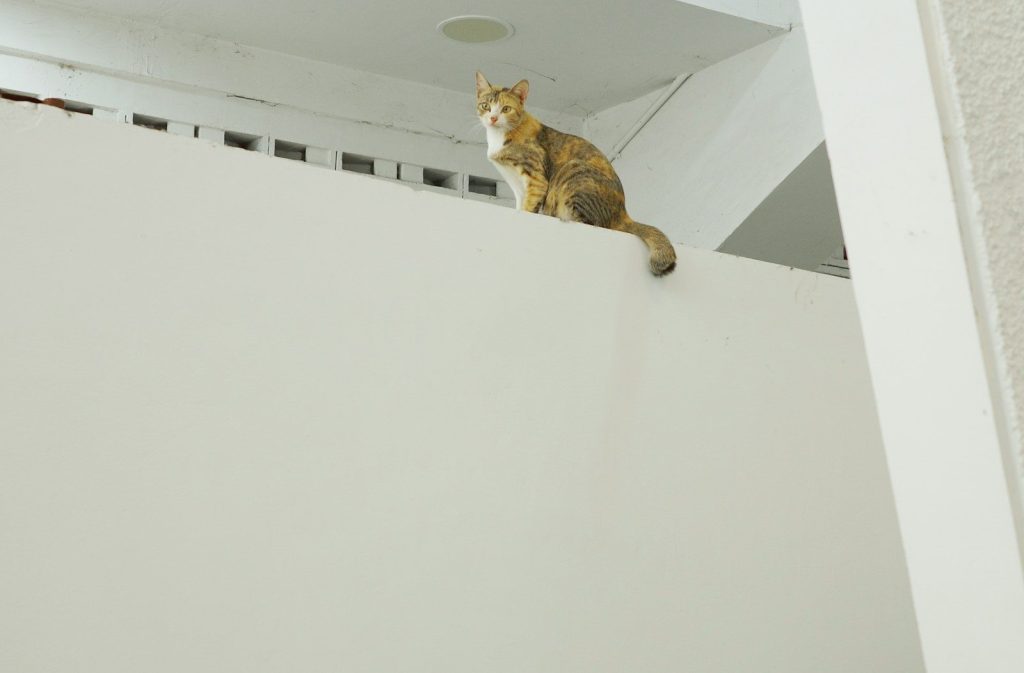 a cat sitting on top of a white wall