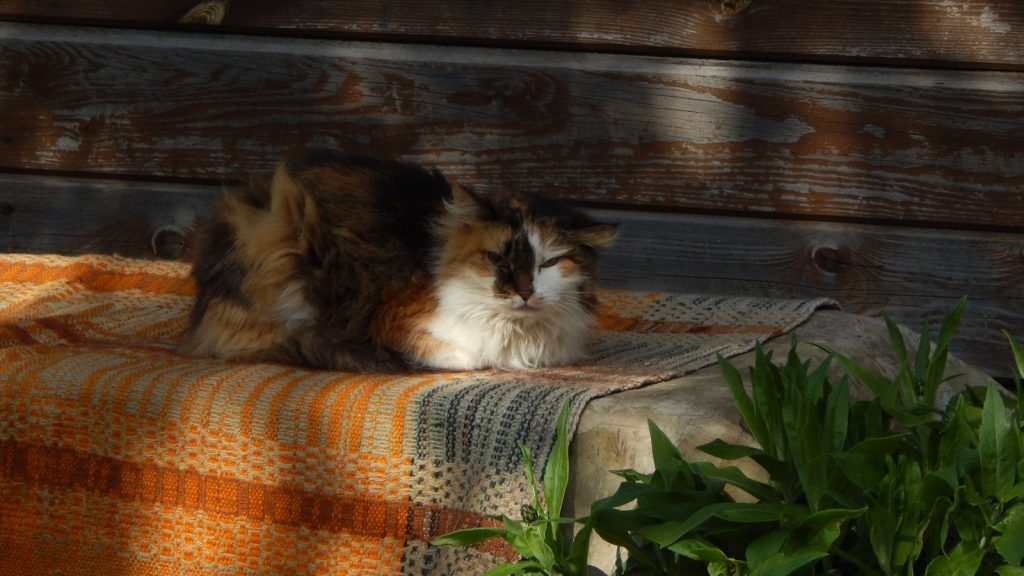 A calico cat rests on a blanket outdoors.