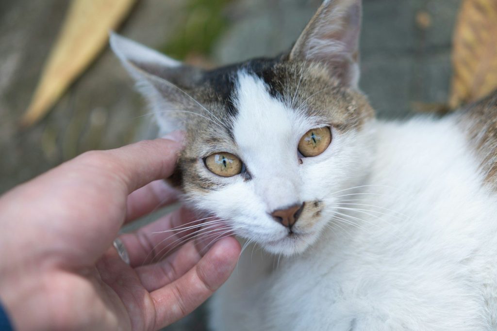 a white and brown cat being petted by a person
