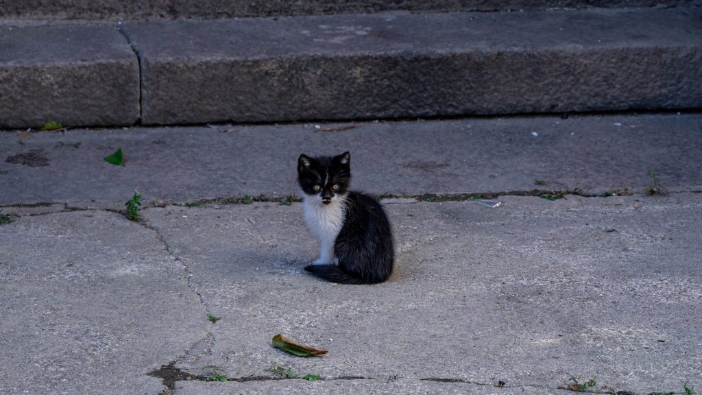 A black and white cat sitting on a sidewalk