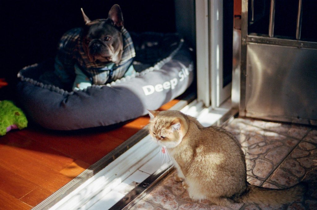 A cat sitting on the floor next to a dog bed