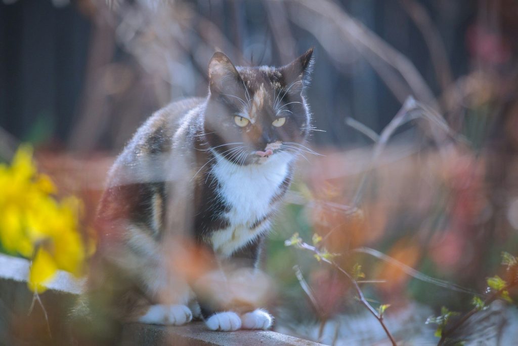 A tortoiseshell cat sits outdoors near flowers.