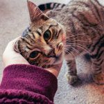 a person petting a cat on the nose