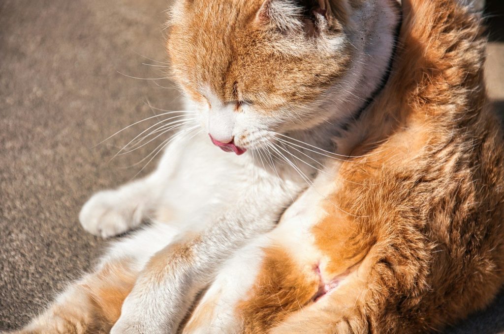 A close up of a cat laying on the ground